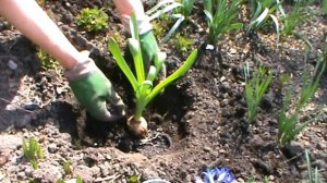 ПОСАДКА ГИАЦИНТОВ ВЕСНОЙ В ОТКРЫТЫЙ ГРУНТ.