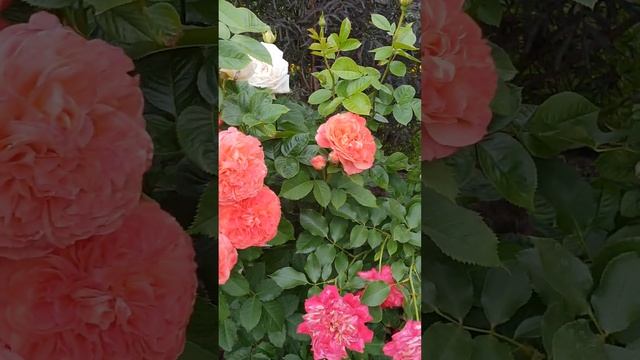 Клумба с розами смотреть онлайн