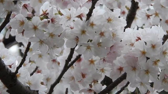 CHINESE FLUTE. КИТАЙСКАЯ ФЛЕЙТА