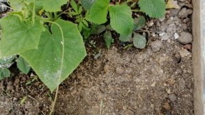 Гроза - отличное средство от слизней.  За ночь все погибли