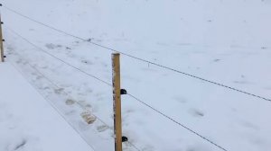 Электроизгородь (электропастух) для медведей