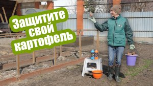 Картофель перед посадкой: как и чем его обработать