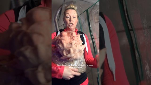 Growing pleurotus djamor смотреть онлайн