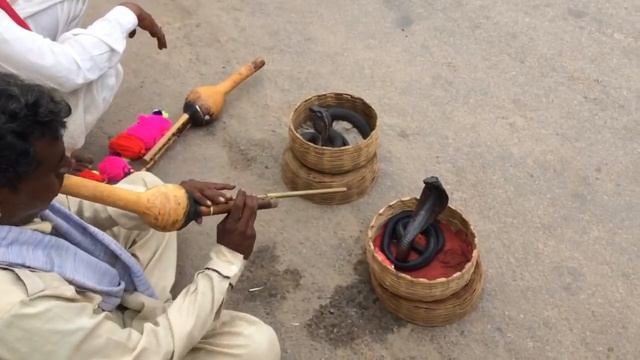 Black Cobra Dances to Snake Charmer's Flute смотреть онлайн