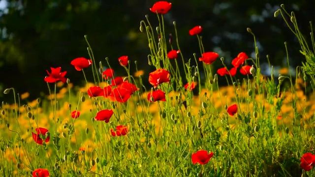 Музыка расслабляет нервную систему, улучшает память ? Нежная музыка успокаивает нервную смотреть онлайн