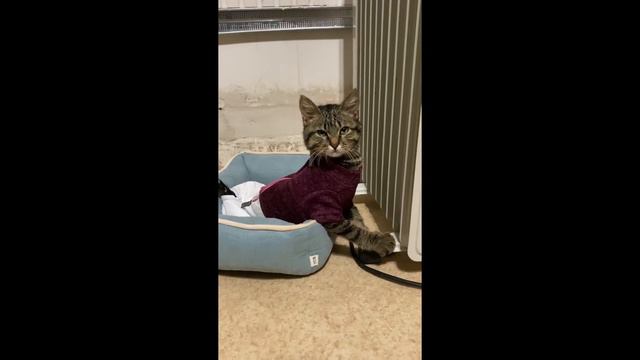 ИСТОРИЯ СПАСЕНИЯ КОТИКА ШПРОТИКА смотреть онлайн
