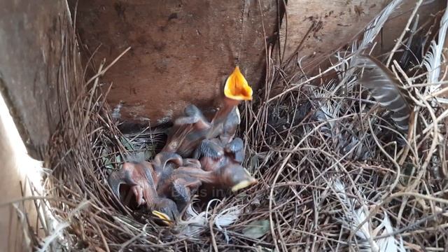EP 27 | Bird Couple Starved Immature baby to Death & Throwed it to Save food | Myna feeding baby смотреть онлайн