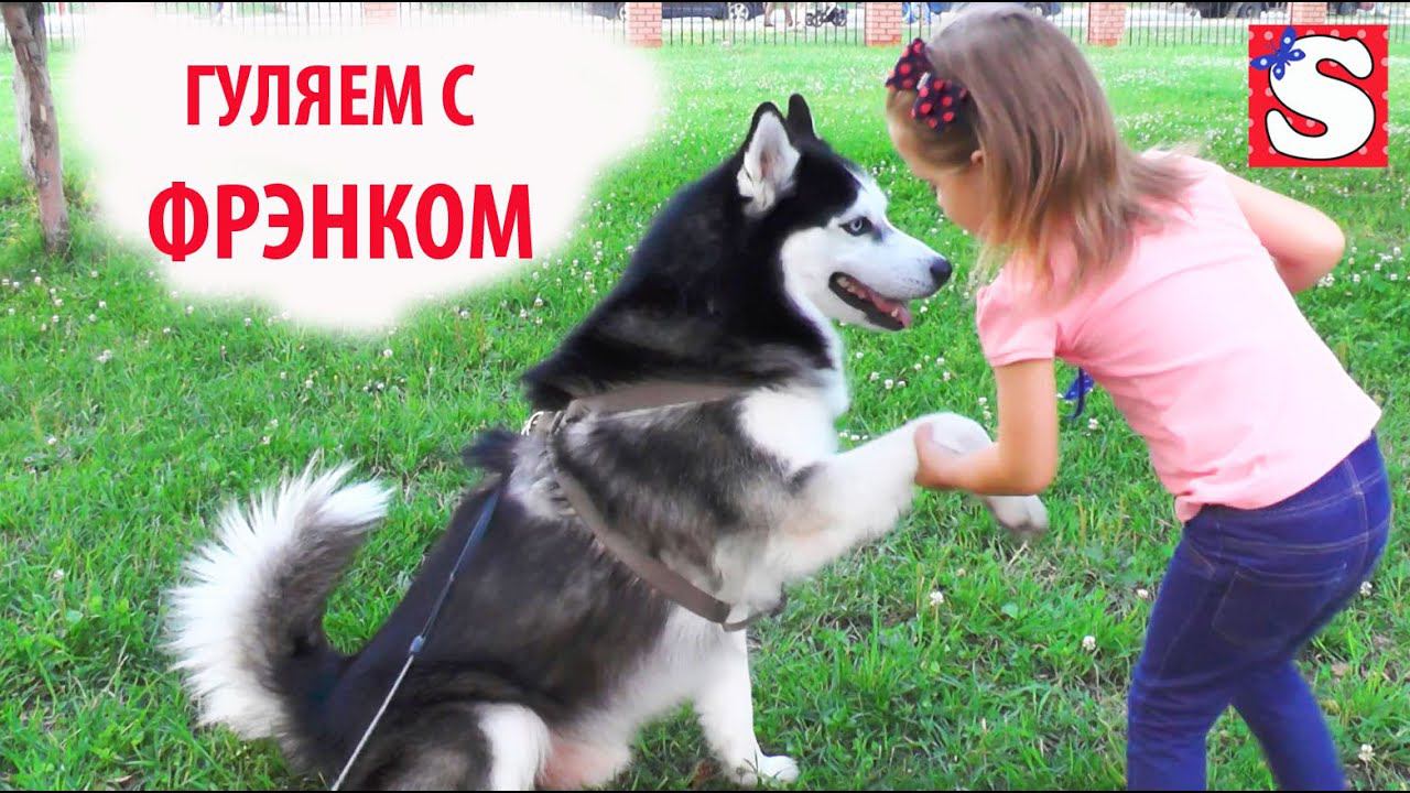 Сибирская хаски Фрэнк гуляем с собакой и катаемся на роликах смотреть онлайн