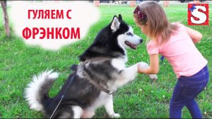 Сибирская хаски Фрэнк гуляем с собакой и катаемся на роликах