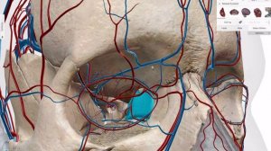 Внутренняя сонная артерия (разбор на 3д атласе ) #анатомиямедицинаангиология