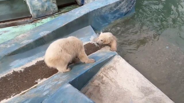 ГЕЛЕНДЖИК КАК ЖИВУТ БЕЛЫЕ МЕДВЕЖАТА САФАРИ-ПАРК смотреть онлайн