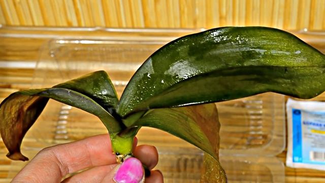 как правильно реанимировать и как спасти орхидею без корней # борная кислота для орхидей смотреть онлайн