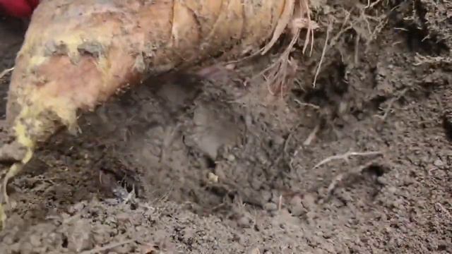 现在的春笋真好挖,2小时挖一蛇皮袋满满,抬都抬不动真不想要了 смотреть онлайн