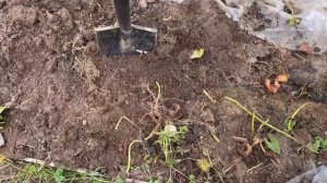 Копала и плакала. Батат. Опыт выращивания в Подмосковье