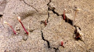 Как прорастают семена после стратификации