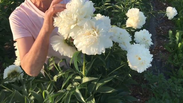 Fringed ivory peony. Фринджед айвори пион. Пулков сад смотреть онлайн