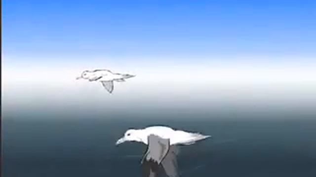 Альбатрос-скиталец морей и чайка смотреть онлайн