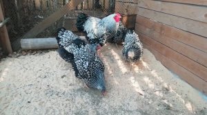 Куры породы виандот!