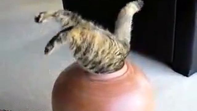 Прикол с жирным котом смотреть онлайн