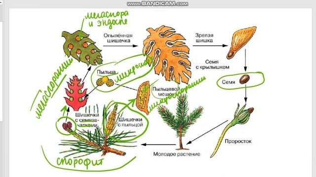 БИОЛОГИЯ 6 класс циклы растений (ЦИКЛ ПОКРЫТОСЕМЕННЫХ) смотреть онлайн