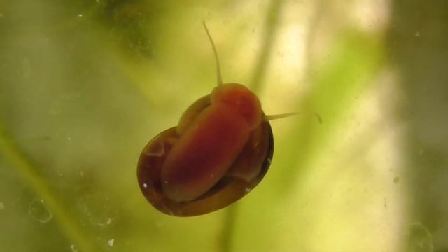 Живут аквариумные улитки смотреть онлайн