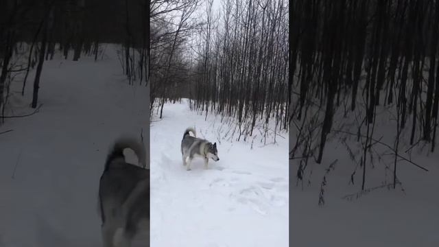 Совет хозяевам Аляскинских Маламутов.#собакамаламут смотреть онлайн