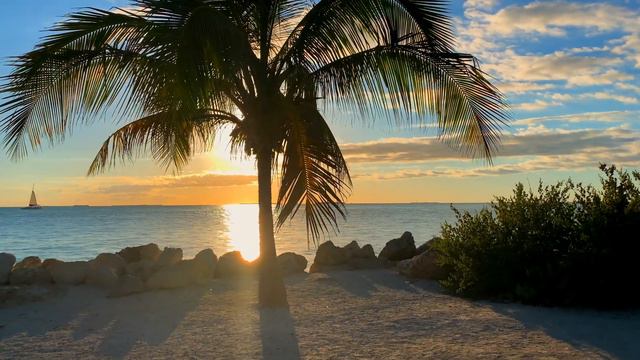 Море,пальма🌹🌹🌹.sea, palm trees смотреть онлайн