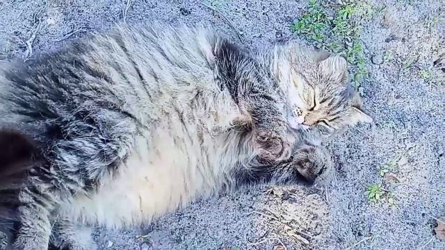 #dacha #kotЭ поели можно и поспать смотреть онлайн