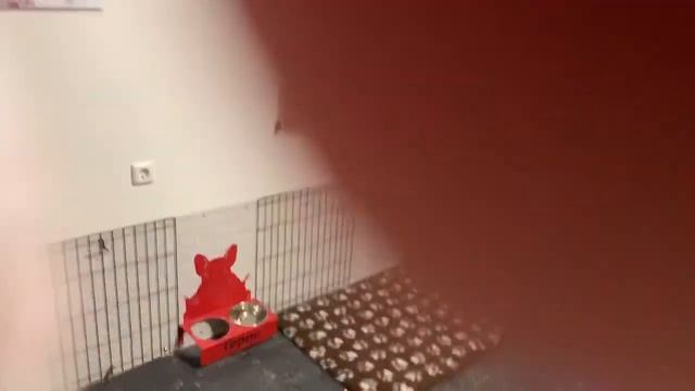 Комната для собак в квартире смотреть онлайн