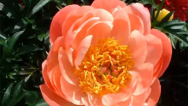 Orange Peony Flowerpopular Pics Collection | Orange Peony Flower Romance смотреть онлайн