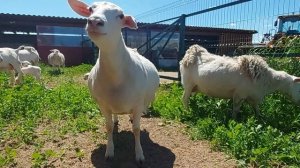 Домашняя Ферма Белых Дорперов/Удмуртия / Россия/ Home Farm of White Dorpers/Udmurtia / Russia