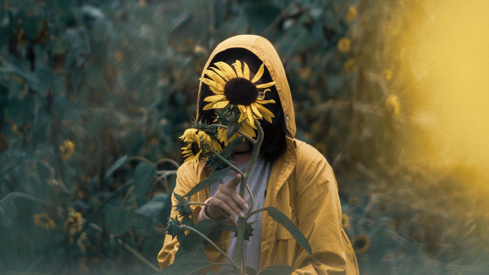 Sunflower Dream