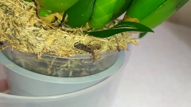 Брассии? через месяц - изменения, уход? смотреть онлайн