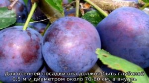 Слива Волжская Красавица