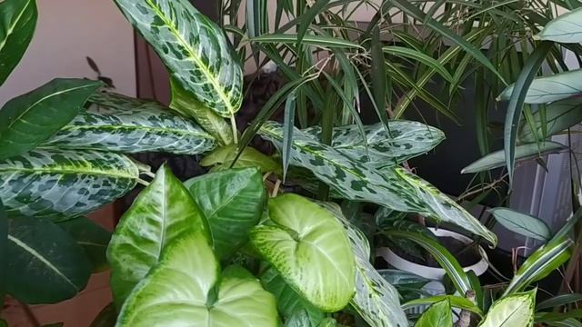 ТЕНЕВЫНОСЛИВЫЕ комнатные растения???на ПОЛКЕ возле ЗАПАДНОГО окна смотреть онлайн