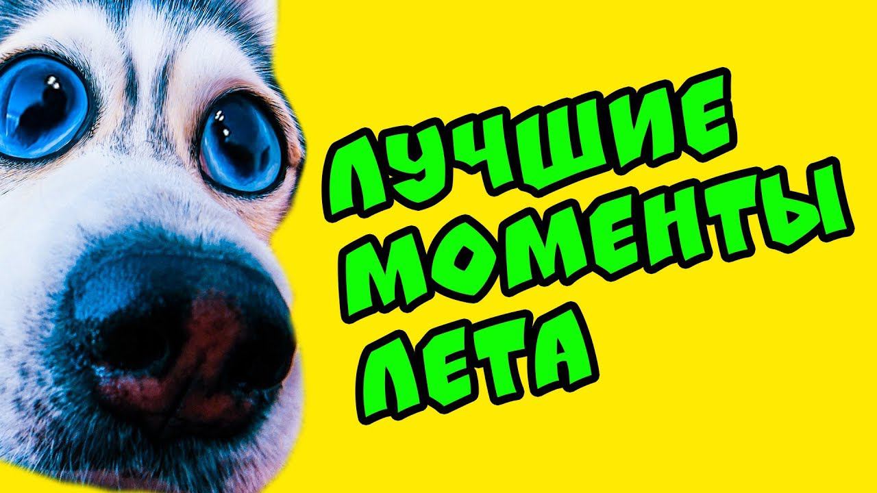 ЛУЧШИЕ МОМЕНТЫ ЛЕТА!! (Хаски Бандит) Говорящая собака смотреть онлайн