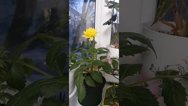 Үйде өскен георгина гүлі. смотреть онлайн