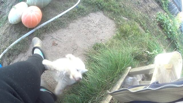 Куры несут зелёные яйца)Вася ловит мышей)Урожай смотреть онлайн