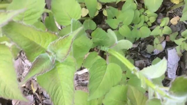 Field Study week of May 14,15 “Monarda didyma” смотреть онлайн