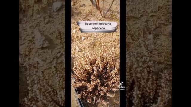Весенняя обрезка вереска смотреть онлайн