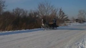 Орловский рысак "Барон"