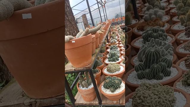 CACTUS GARDEN; DIFFERENT VARIETY of CACTUS; смотреть онлайн