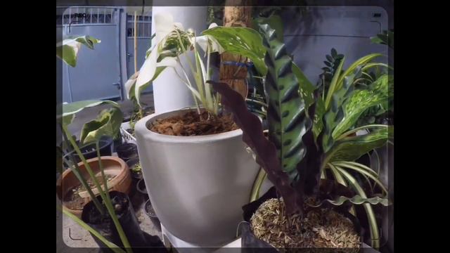 ทำ TREE ว่าเป็น | a calathea lancifolia’s growing | Time-lapse смотреть онлайн