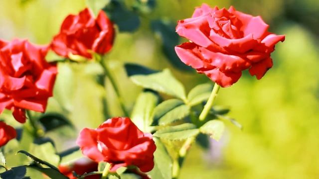 Красные Розы в конце лета | Футажи красивая природа [FullHD] смотреть онлайн