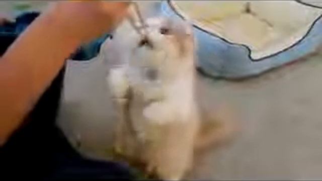 Прикольный японский кот ест с палочек хаси! смотреть онлайн