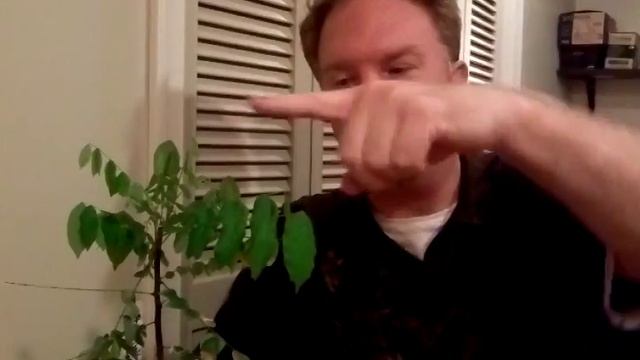 Growing Fruit trees indoors starring Carambola tree смотреть онлайн