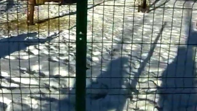 БЕЛАРУСЬ ЭКОПАРК АКВАРЕЛЬ (13.01.2024.) автор Красиева Л. смотреть онлайн