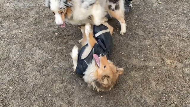 НА ПРОГУЛКЕ №1 — Собаки играют вместе на собачьей площадке смотреть онлайн