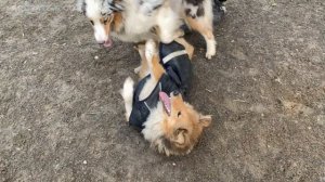 НА ПРОГУЛКЕ №1 — Собаки играют вместе на собачьей площадке