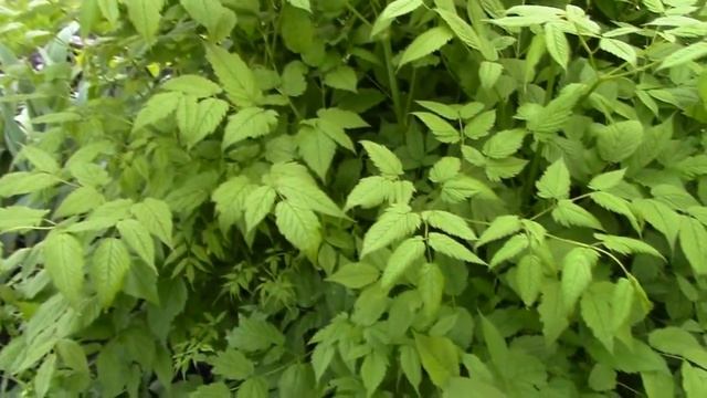 многолетние цветы в саду смотреть онлайн